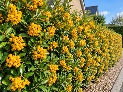 Pyracantha soleil or - 6x, d’or