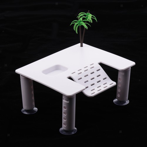 Reptile turtle pier - reptile,