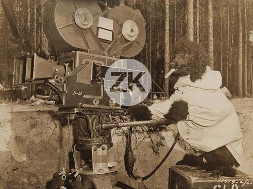 Dog cameraman poodle - dog,