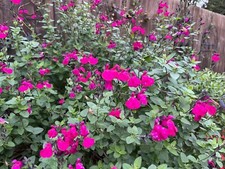 Salvia 'San Carlos Festival'