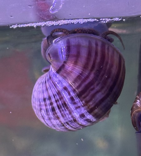 Purple burgundy mystery - purple,