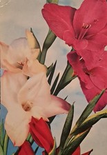 Vintage Postcard Floral Image