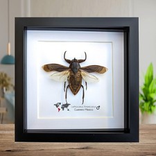 Framed giant water bug