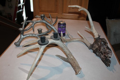 Whitetail deer mount taxidermy - mount,