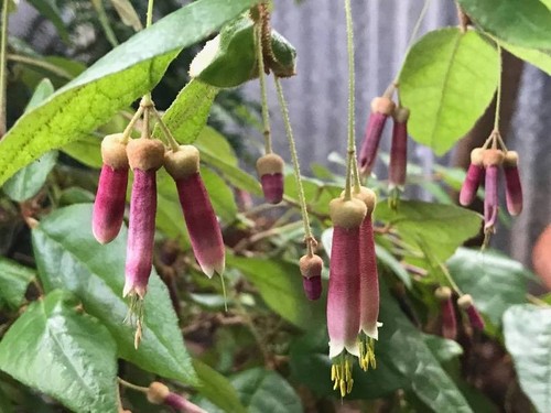 Correa lawrenceana mauve form