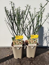 2 x 1L Cytisus 'Firefly'