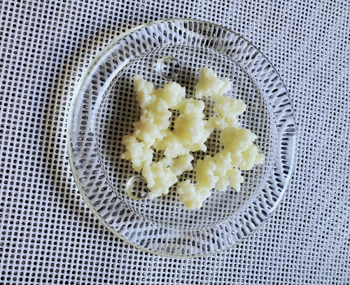 Milk kefir grains - kefir, 15g
