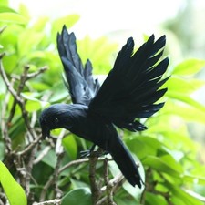 Black realistic flying crow