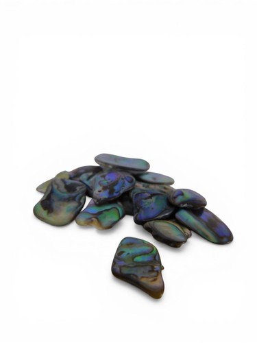 Paua abalone shell chips - abalone,