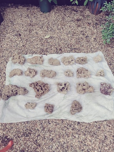 Marine dry reef cured natural - ,