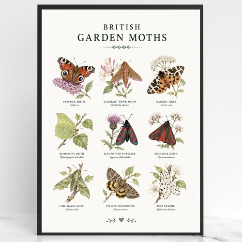 British garden moths - garden, wall
