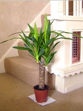 60cm tall large spineless - tall,