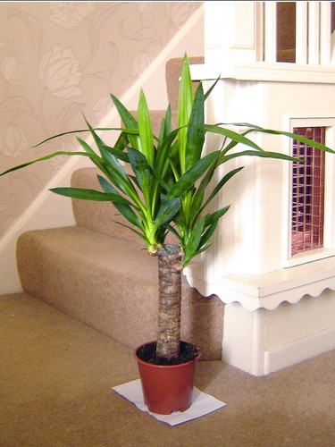 60cm tall large spineless - 60cm,