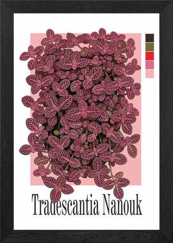 Tradescantia nanouk plant - tradescantia,