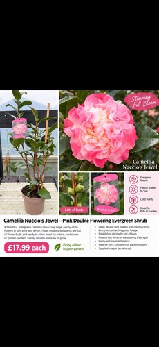Camellia nuccio jewel pink - camellia, nuccio’s