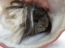  Guinea Pig Play Tunnel Fabric ecofriendly safe and fun Chucklebunnies