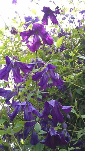 Clematis viticella - viticella, sp
