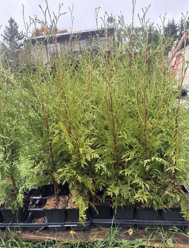 Arborvitae green giant thuja - green,