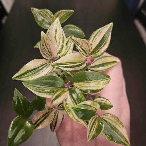 Tradescantia quadricolor baby - tradescantia,