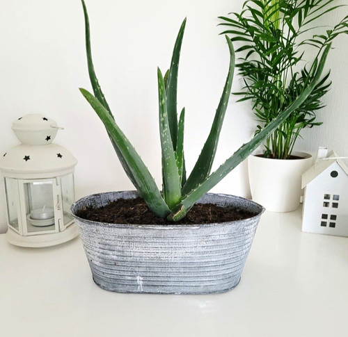 Galvanised metal oval - metal, planter