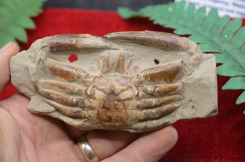 Amazing rare fossil crab - rare,