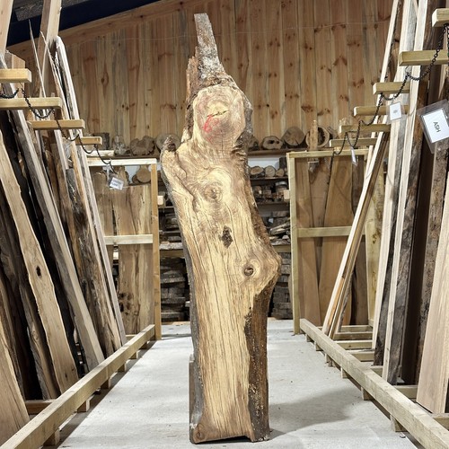Holm oak plank - board, waney