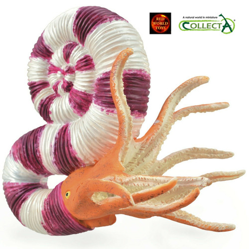Pravitoceras ammonite - pravitoceras,