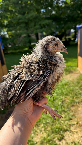 Frizzle hatching eggs - hatching, eggs!