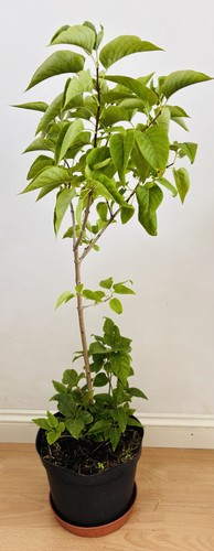 Syringa vulgaris common - -,