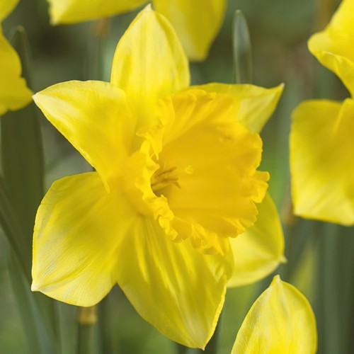 50 narcissus st - 10,