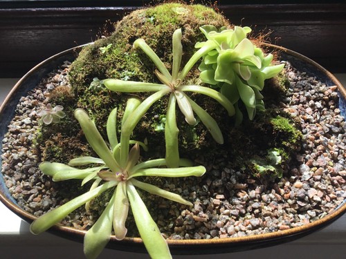 Pinguicula rock kit - pinguicula,