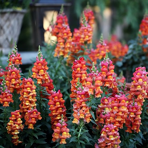 Orange wonder snapdragon - orange, seeds