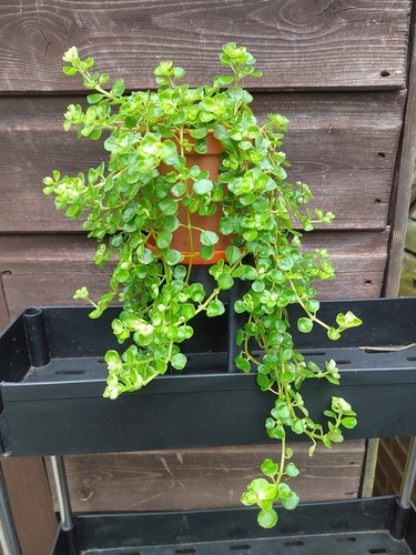 Pilea depressa or 4 - 2,