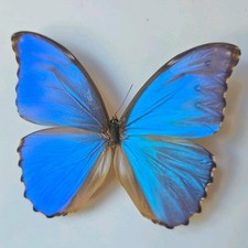 Morpho Didius the blue Morpho