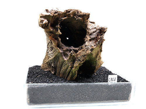 Corbo root cbs8 cave aquarium - root,