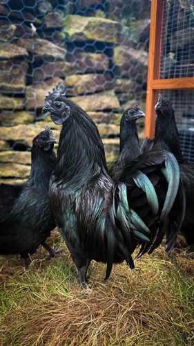 Ayam cemanis rare eating - cemanis,