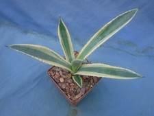 Agave murpheyi "Rodney"