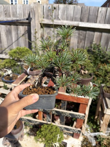Japanese white pine bonsai - japanese,