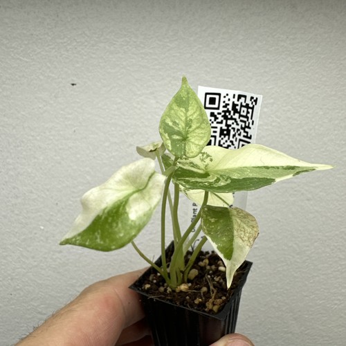 Alocasia simpo albo - simpo,