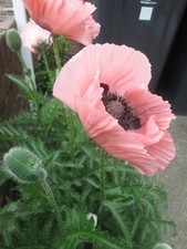 POPPY PAPAVER ORIENTAL 50