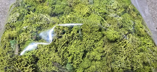 Lichen diorama scenery - ,