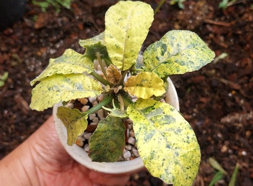 Dorstenia lavrani variegated - dorstenia,