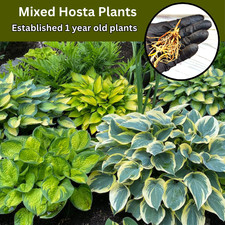 3 Pack Mixed Hosta Big Plug