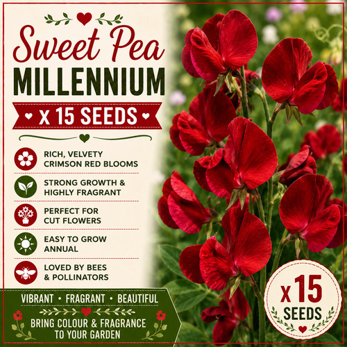 Sweet pea millennium - 🇬🇧,