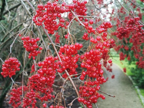 Viburnum betulifolium