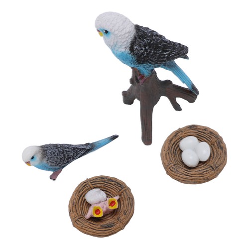Pcs budgerigar growth cycle - 4,