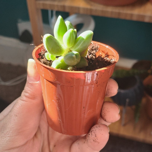 Live potted echeveria - live,