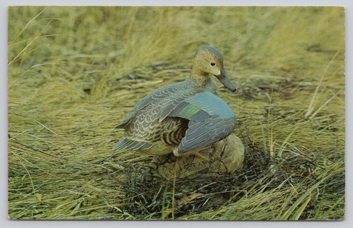 Blue winged teal - winged,