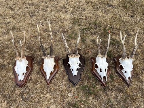 Nice roe deer - 5x,