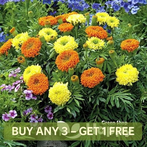 African marigold spun mix - marigold,